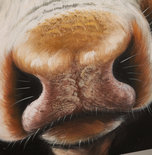 Schilderij COW